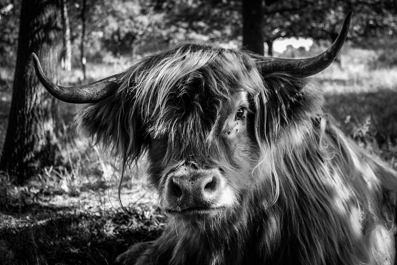 Schotse hooglander in B&W van Laura Reedijk