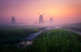 Morning of the park by Tiger Seo