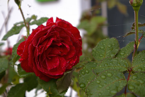 Une rose rouge en fleur avec des gouttes de rosée