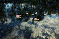 The flower pond
