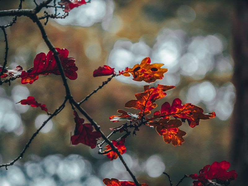 Herbst von snippefotografie