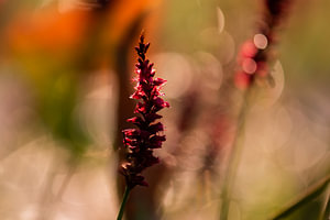 farbenfrohe Persicaria
