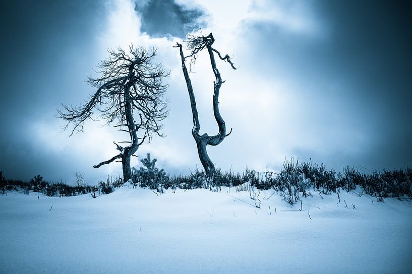 Unheimliche Bäume von Noir Flohay von Peter Deschepper