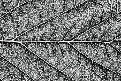 Vertakking, abstracte macro van een blad