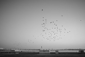 Vogelschwarm über dem Tempelhofer Feld in Berlin
