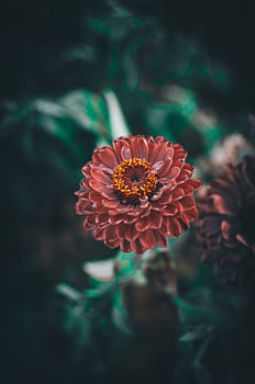 Fleur
