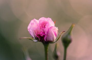 Rose Blume von Tania Perneel