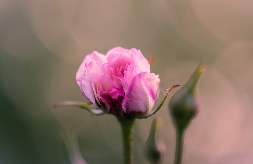 Rose Blume von Tania Perneel