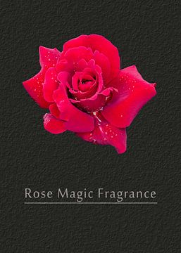 La magie du parfum de la rose