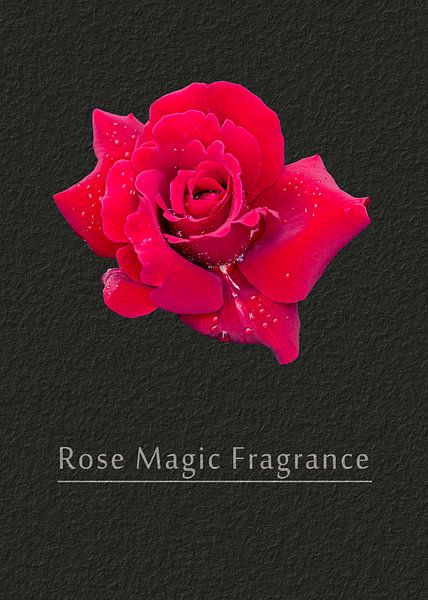 Rose Duftzauber von Leopold Brix