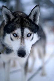 Lapland van David Blok