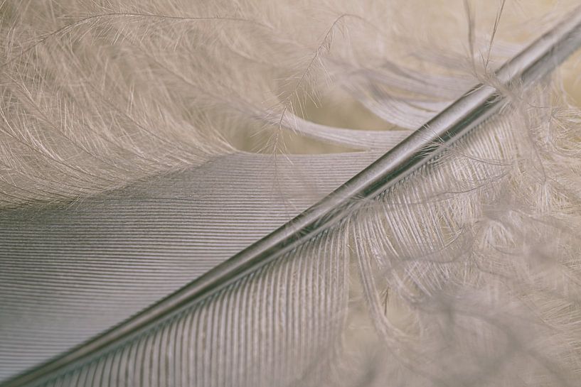 Pastel colour: Feather with down by Marjolijn van den Berg