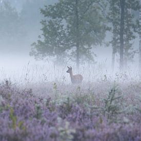 reegeit op de mistige heide van Ria van den Broeke