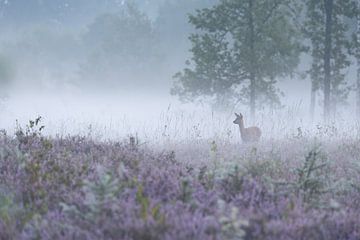reegeit op de mistige heide van Ria van den Broeke