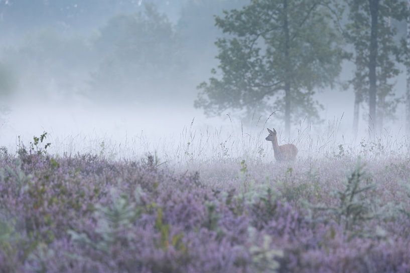Rehbock im nebligen Moor von Ria van den Broeke