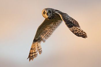 Jagende velduil in Lower Breakish, Isle of Skye, Schotland.