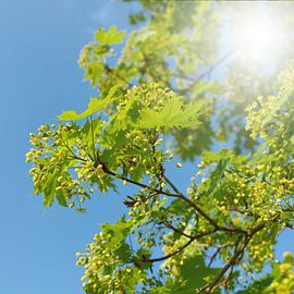 Blossoms and leaves of a Norway maple in spring by Heiko Kueverling