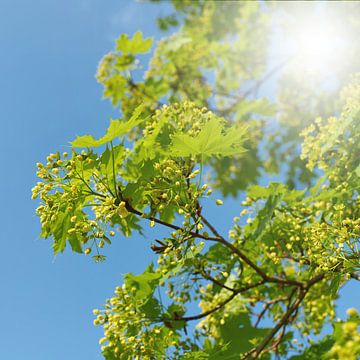 Bloesems en bladeren van een Noorse esdoorn in het voorjaar van Heiko Kueverling