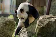 Reuze panda beer van Cilia Brandts thumbnail