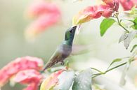Kolibri van Ellen van Drunen thumbnail