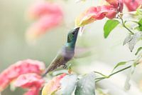 Kolibri