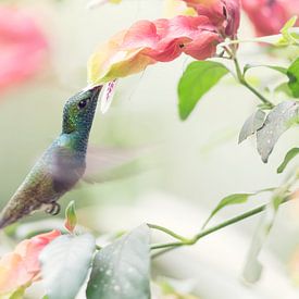 Kolibri by Ellen van Drunen