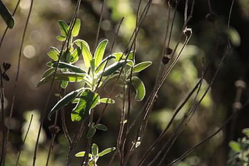 Lights from nature by Jan Katuin