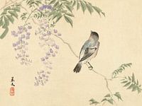 Oiseau sur wisteriatak, Matsumura Keibun - 1892
