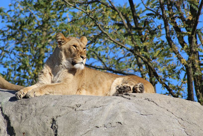 Löwe von brent diels