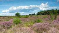 https://www.werkaandemuur.nl/nl/shopwerk/Westerheide-in-bloei/1018155 by Peter Veerman thumbnail