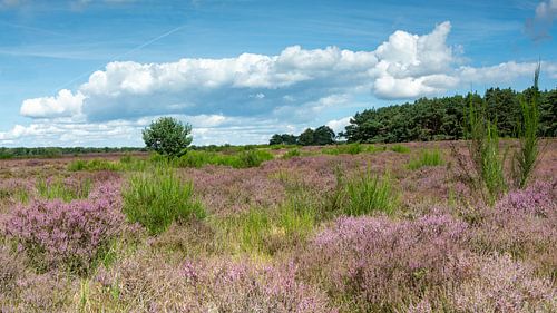 Westerheide in bloei