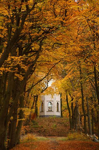 Belvédère van het bos van Leyduin in de herfst