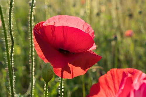 Bright red petals of a poppy flower