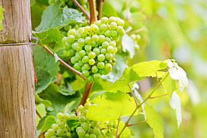 Riesling-Reben bei Schloss Johannisberg