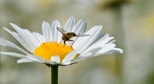 Une fleur marguerite dans un champ