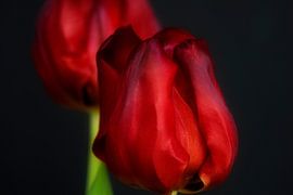 Eine Tulpe anpirschen - ein Familienportrait #19