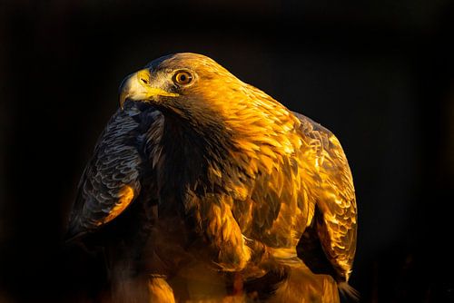 Aigle royal (Aquila chrysaetos), Aigle royal, Suède. sur Gert Hilbink