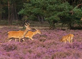 Young pair of red deer by Merijn Loch