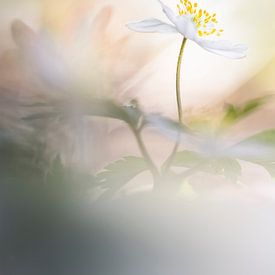Wood anemone in lovely light by Bob Daalder