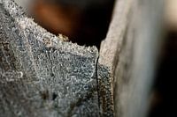 Hout