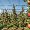 Verger de pommiers sur Conny Pokorny