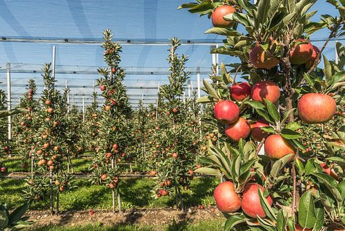 Appelboomgaard