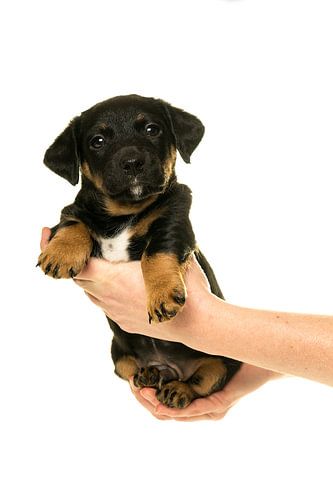 Jack Russel puppy wordt vastgehouden in handen tegen een witte achtergrond
