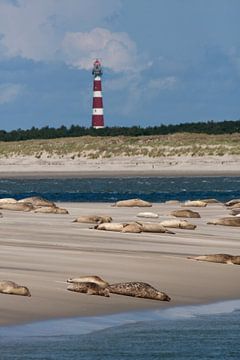 Zandbank met zeehonden op het wad bij het Amelandergat van Dennis Wierenga