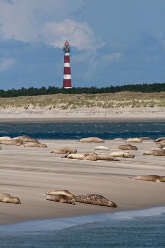 Zandbank met zeehonden op het wad bij het Amelandergat
