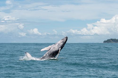 Humpback jumping