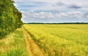 Feldweg von Violetta Honkisz