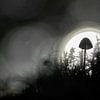 Kleine paddenstoel in het donker met tegenlicht van Cor de Hamer