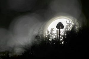 Petit champignon dans l'obscurité avec rétro-éclairage