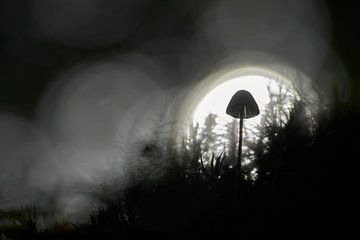 Kleine paddenstoel in het donker met tegenlicht
